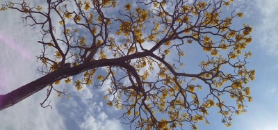 5 de Junho: Dia Mundial do Meio Ambiente